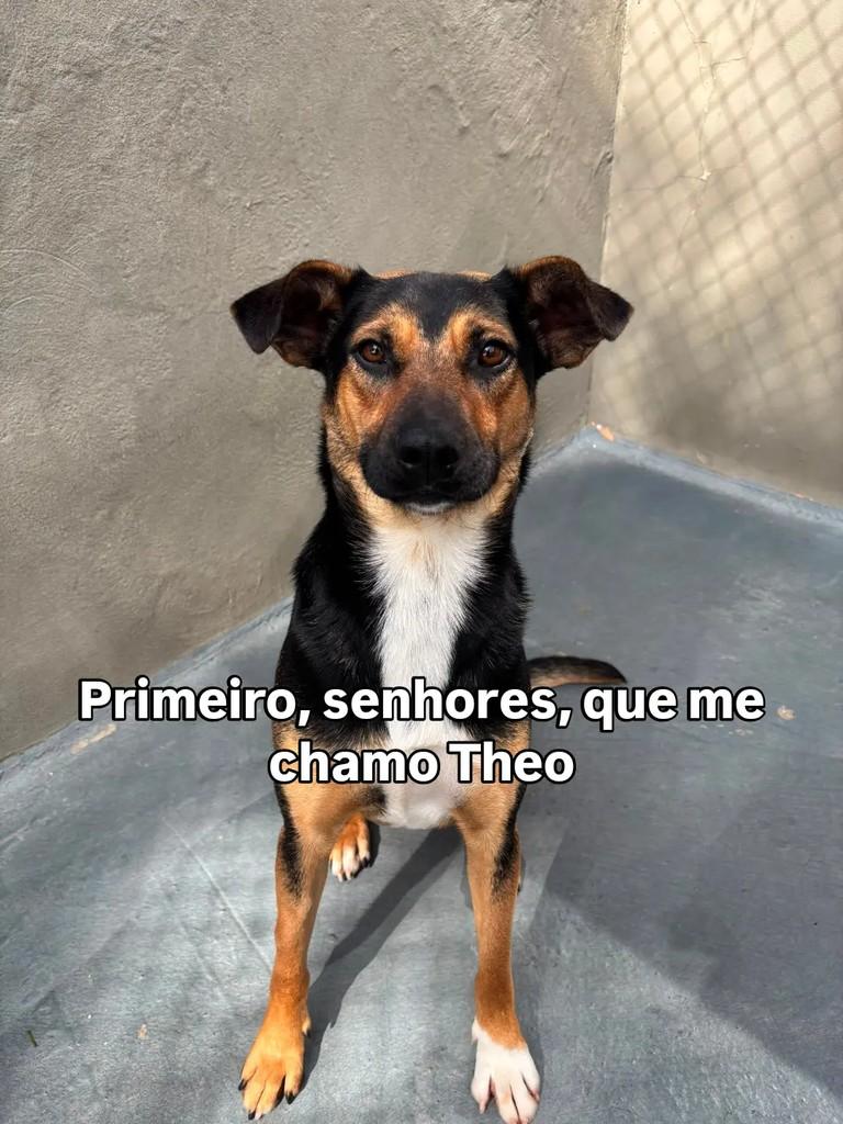Theo, cachorro de porte médio para adoção em Curitiba - PR