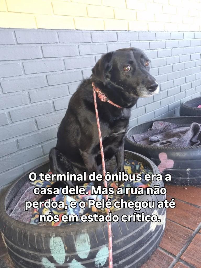 Pelé, cachorro de porte médio para adoção em Curitiba - PR