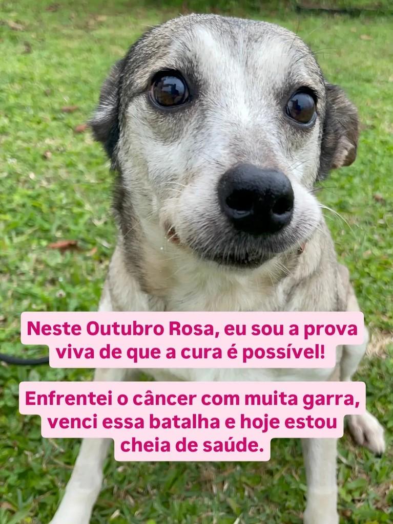 Feminha, cadela de porte pequeno para adoção em Curitiba - PR