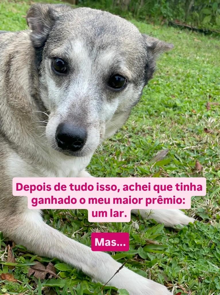 Feminha, cadela de porte pequeno para adoção em Curitiba - PR — foto 2 de 5
