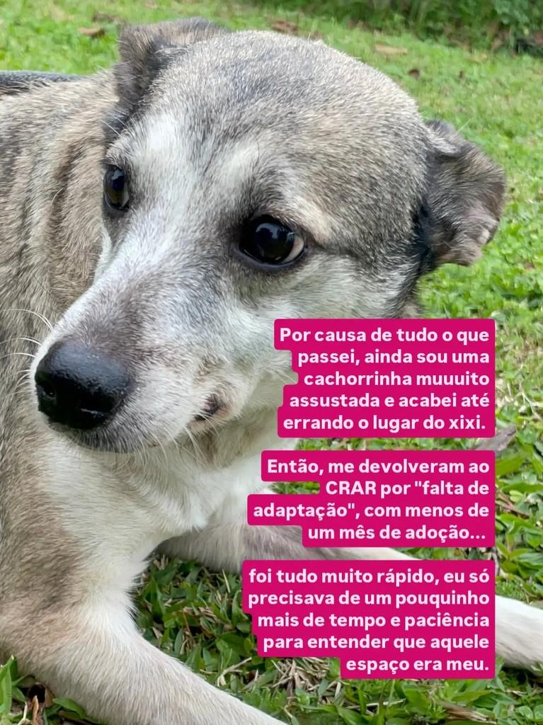 Feminha, cadela de porte pequeno para adoção em Curitiba - PR — foto 3 de 5