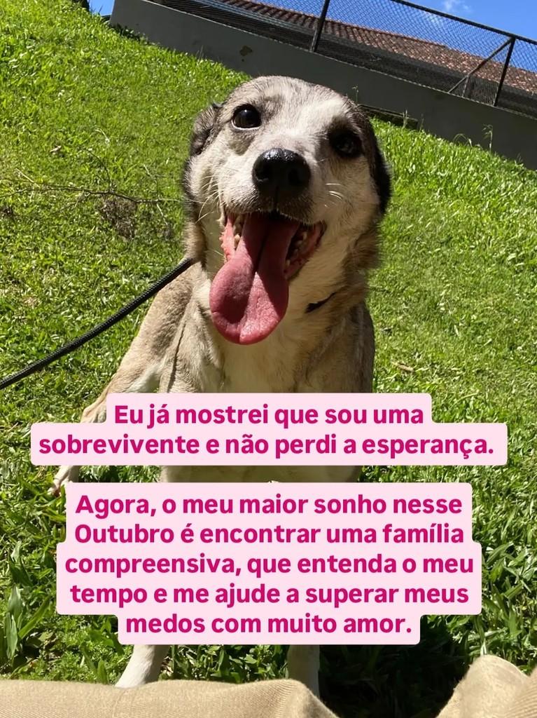 Feminha, cadela de porte pequeno para adoção em Curitiba - PR — foto 4 de 5
