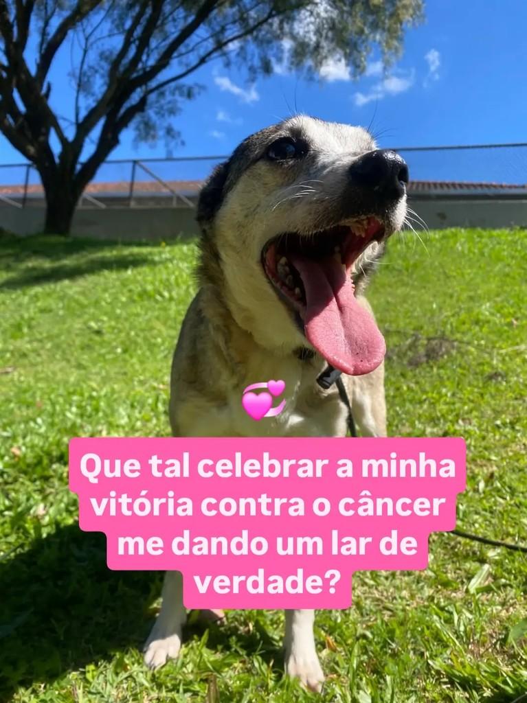 Feminha, cadela de porte pequeno para adoção em Curitiba - PR — foto 5 de 5