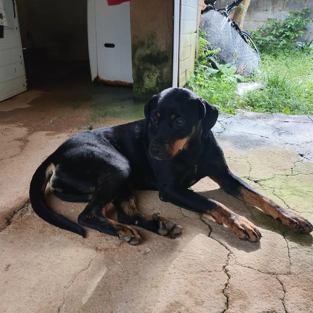 Mica, cadela de porte grande para adoção em Barbacena - MG