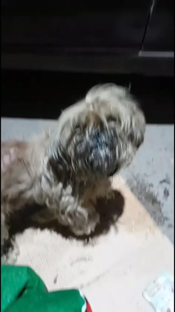 Shih-tzu, cachorro de porte pequeno para adoção em Caxias do Sul - RS