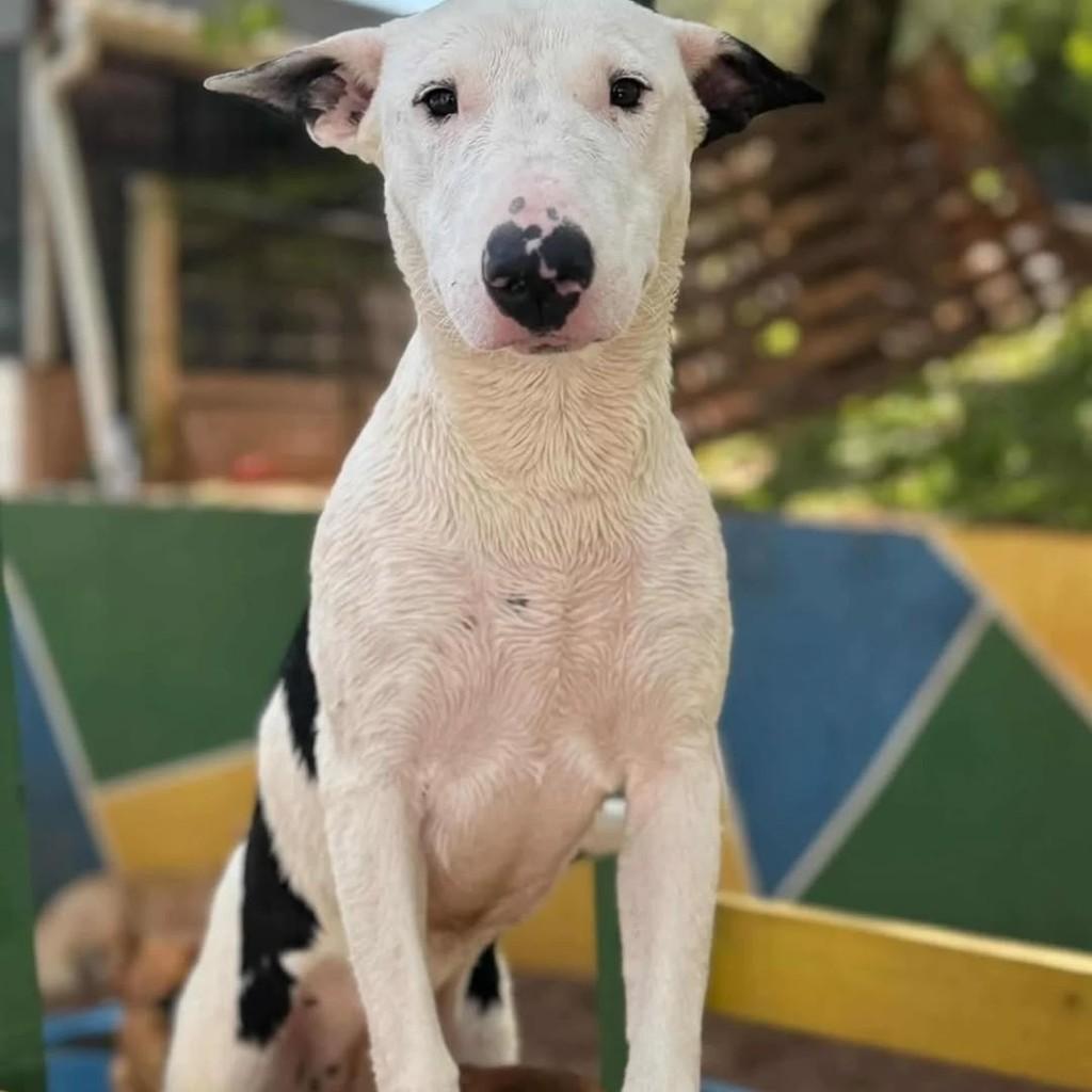Bull Terrier, cadela de porte médio para adoção em Chapecó - SC