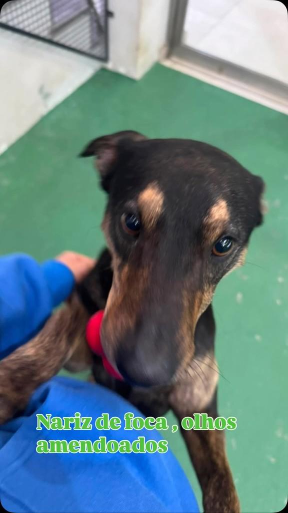 Nariz de foca, cachorro de porte médio para adoção em São Paulo - SP