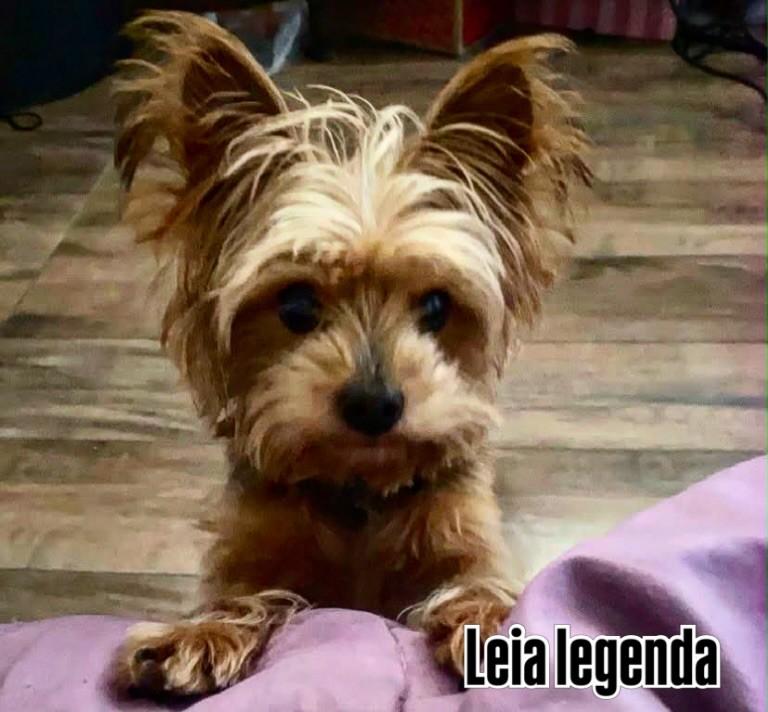York, cachorro de porte pequeno para adoção em Pacaembu - SP