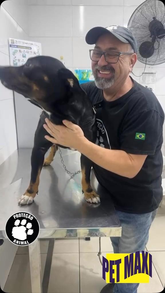 Heitor, cachorro de porte médio para adoção em São Paulo - SP
