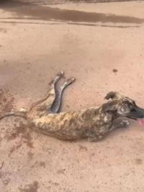 Cachorrinha, cadela de porte pequeno para adoção em São Mateus - ES