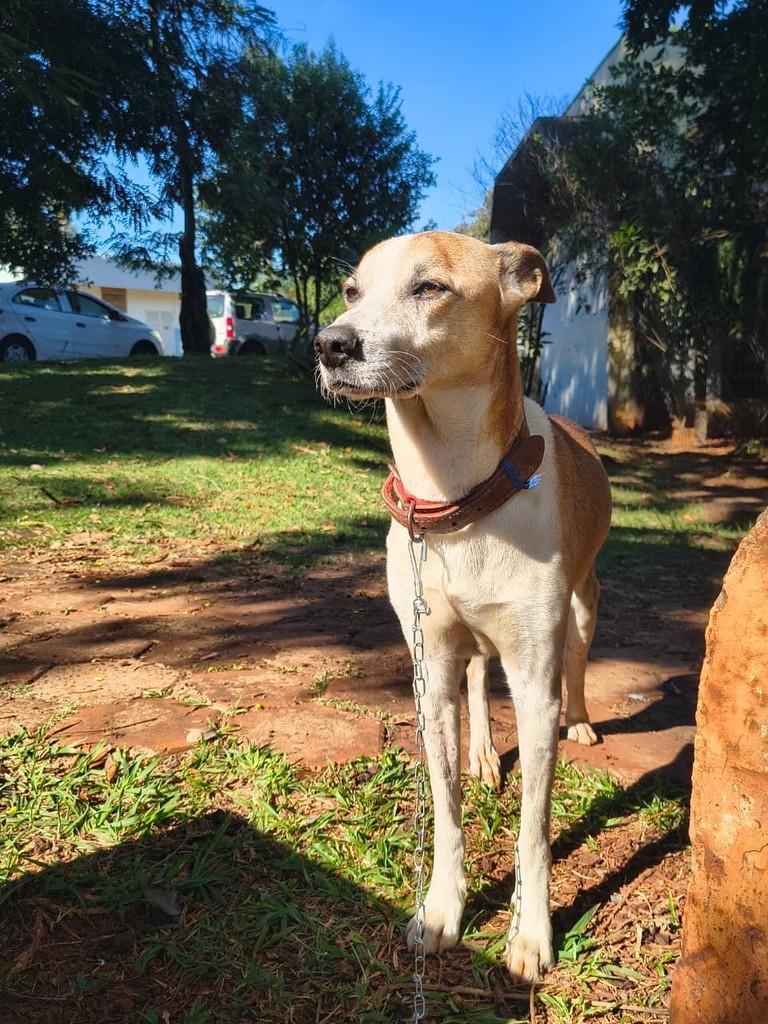 Curau, cachorro de porte médio para adoção em Campo Grande - MS