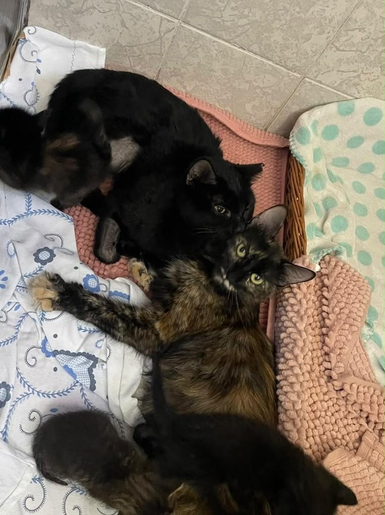 Pantera 2, gato de porte médio para adoção em Campo Grande - MS