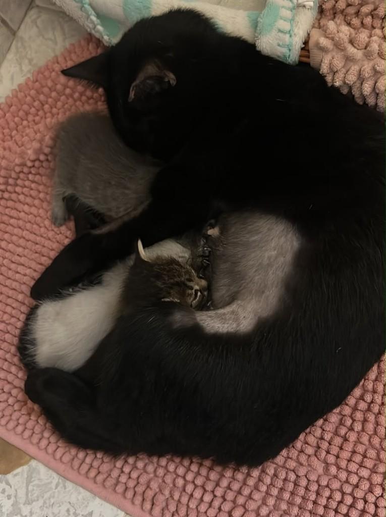 Pantera 2, gato de porte médio para adoção em Campo Grande - MS — foto 2 de 3