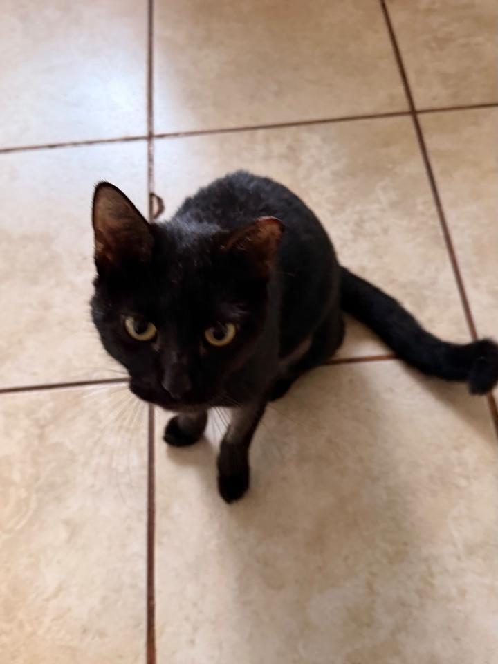 Pantera 2, gato de porte médio para adoção em Campo Grande - MS — foto 3 de 3