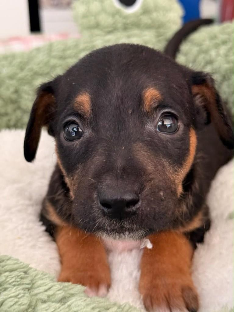 Neno, cachorro de porte médio para adoção em São José - SC