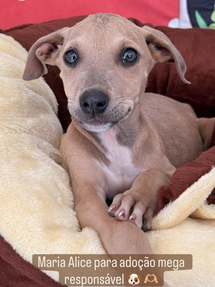 Maria Alice, cachorro de porte médio para adoção em São José - SC
