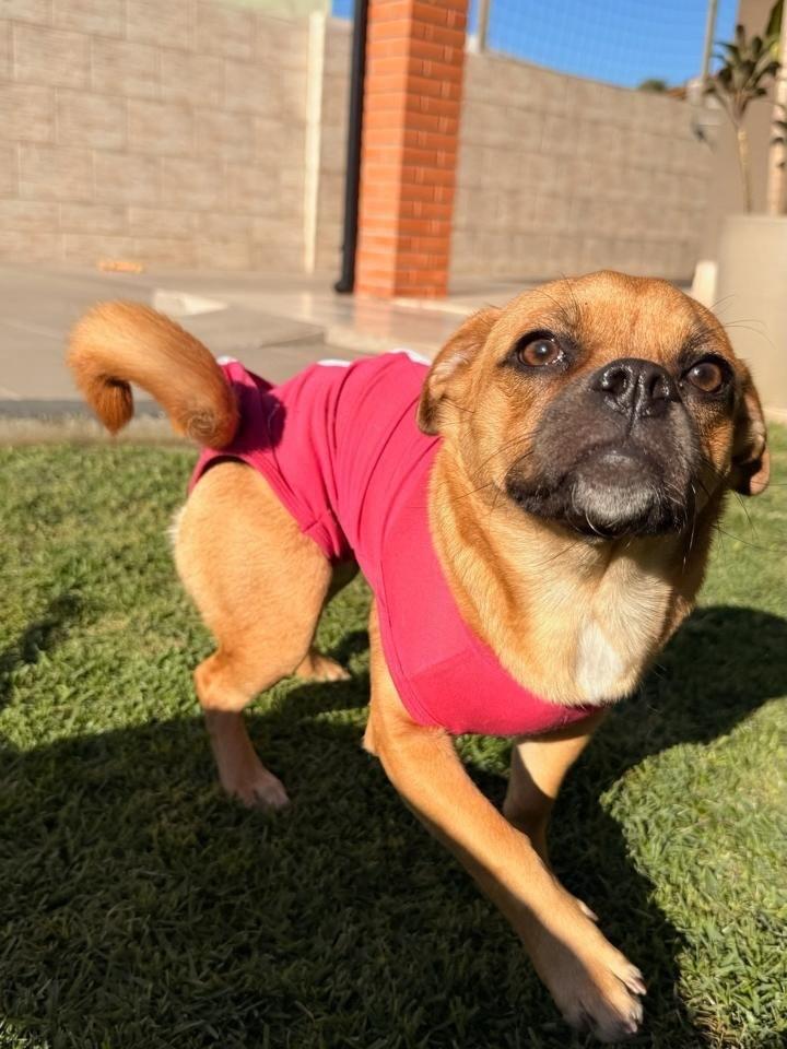 Lili, cadela de porte pequeno para adoção em São José - SC
