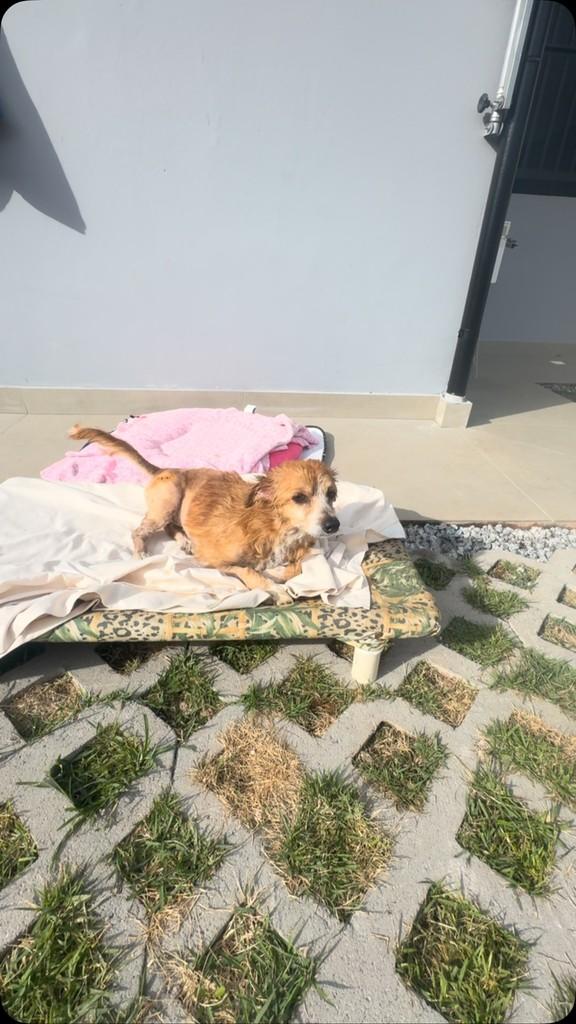 Donatela, cachorro de porte pequeno para adoção em Biguaçu - SC