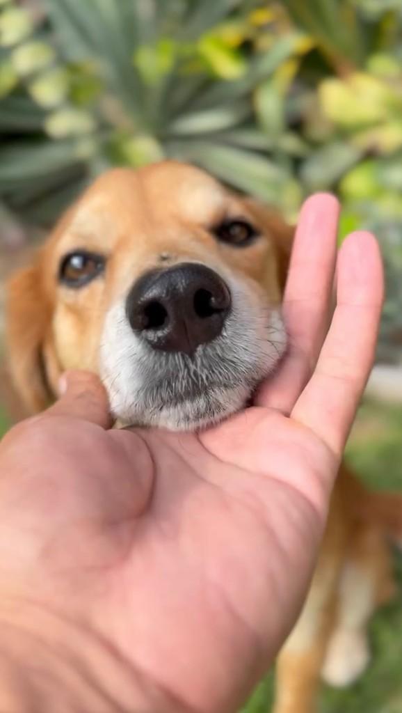 Berlim, cachorro de porte médio para adoção em São José - SC