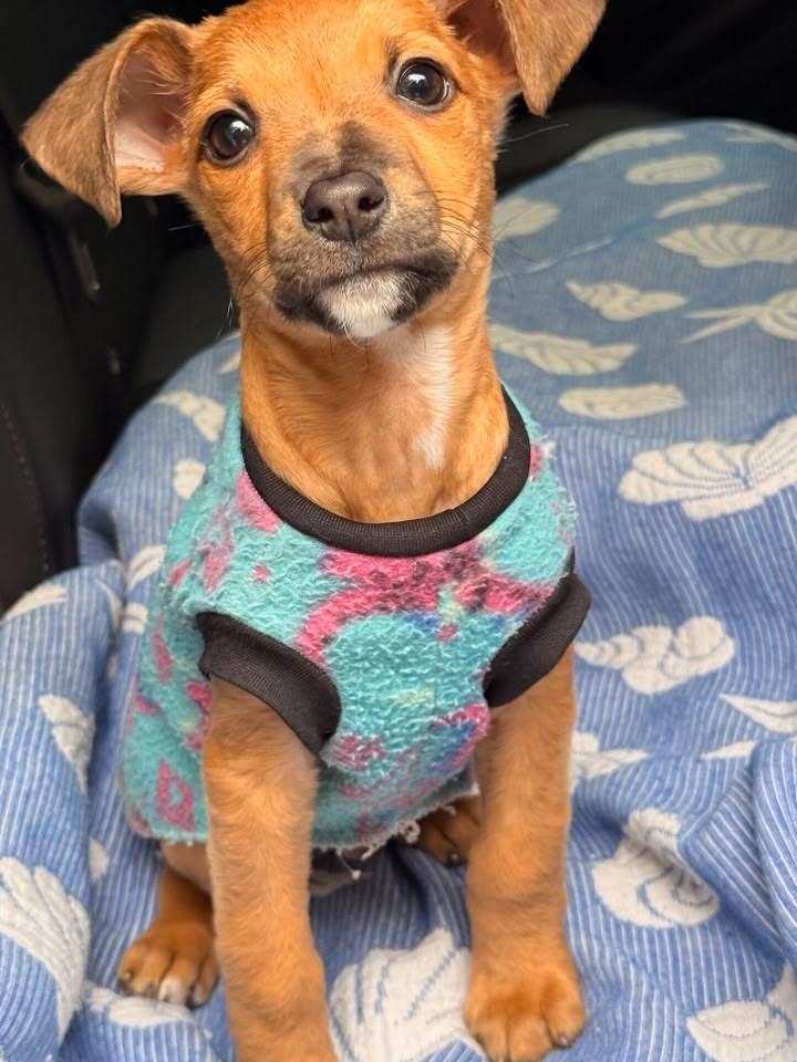 Viny, cachorro de porte pequeno para adoção em São José - SC