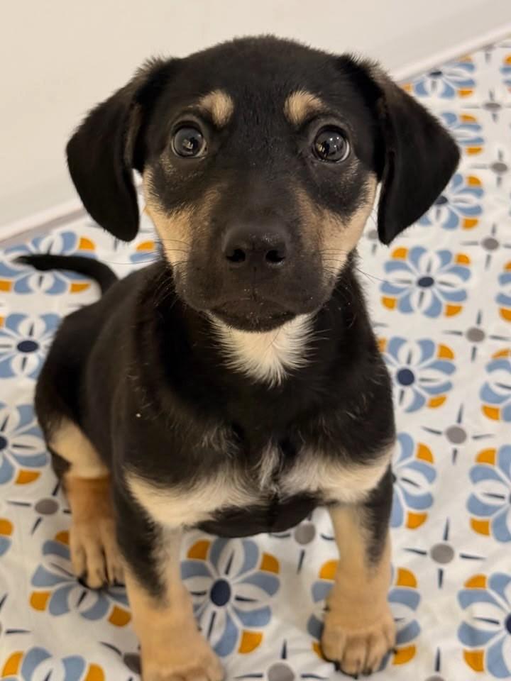 Martinello, cachorro de porte pequeno para adoção em São José - SC