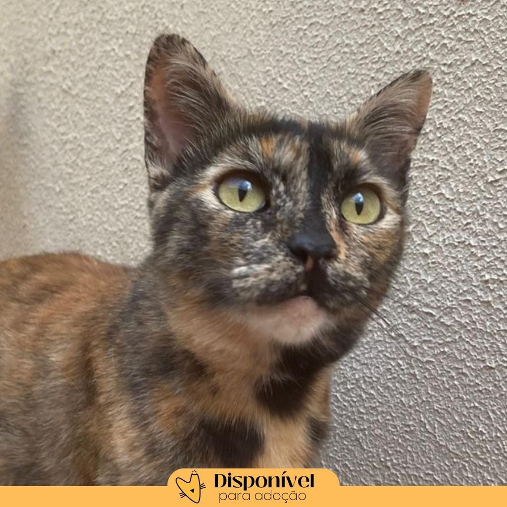 Lívia, gata para adoção em Brasília - DF