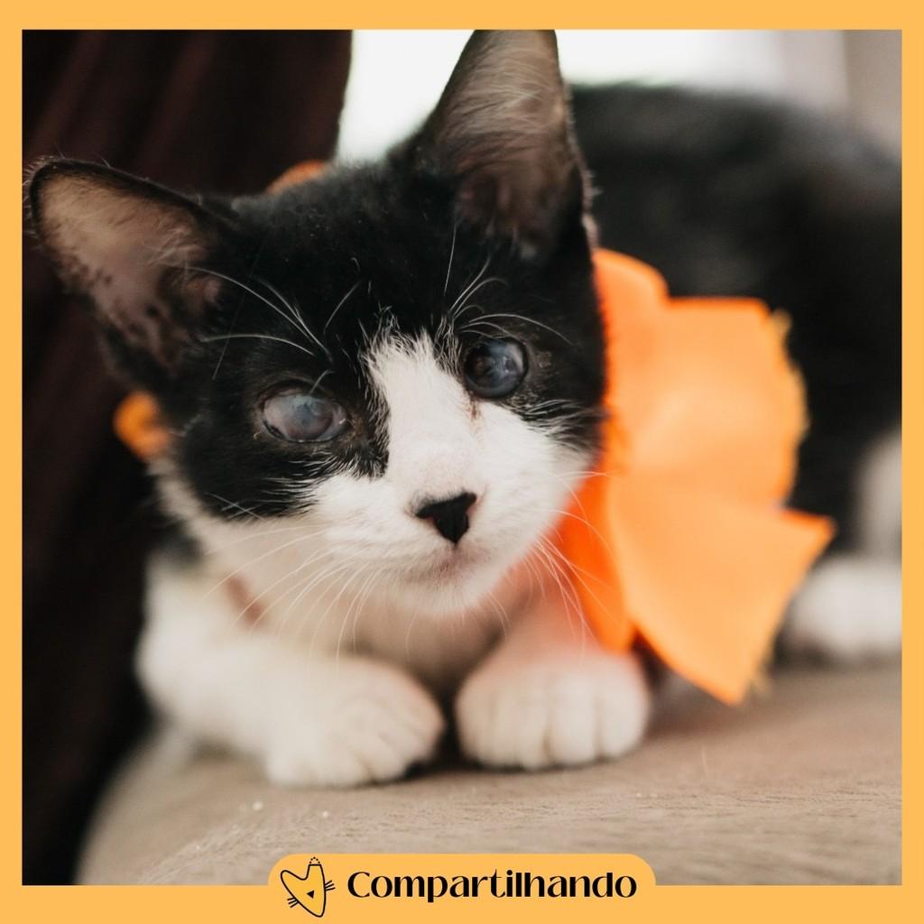 Noelly, gata de porte pequeno para adoção em Brasília - DF