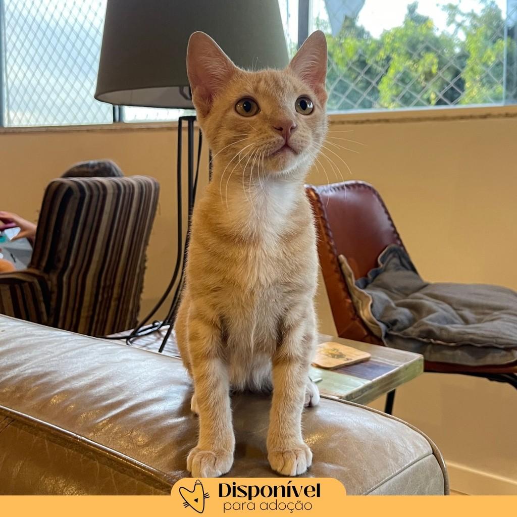 Laranja Rosê, gato de porte pequeno para adoção em Brasília - DF