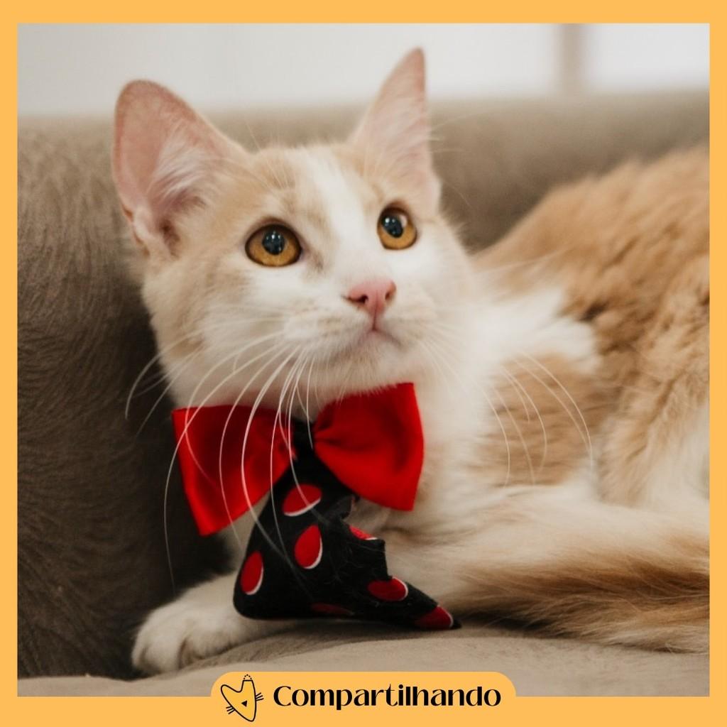 Mike, gato de porte médio para adoção em Brasília - DF