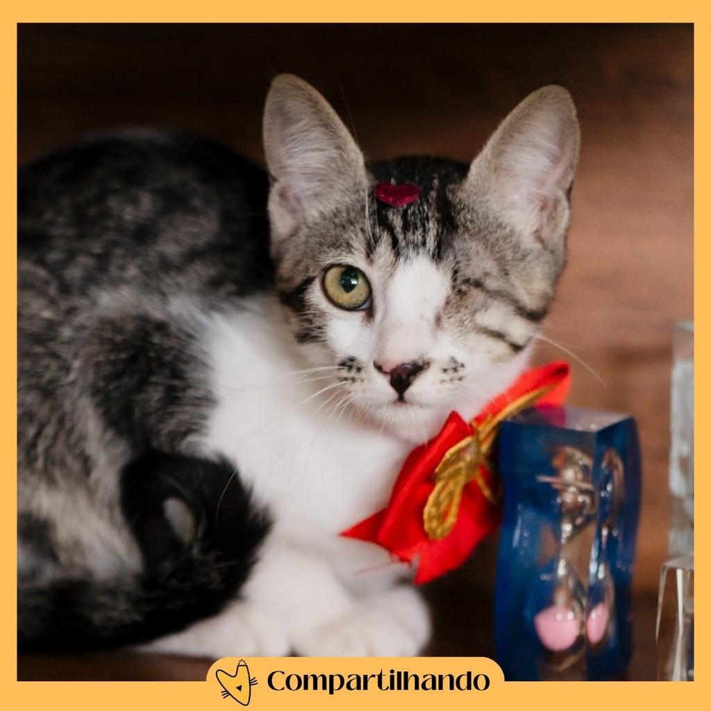 Ema, gata de porte pequeno para adoção em Brasília - DF