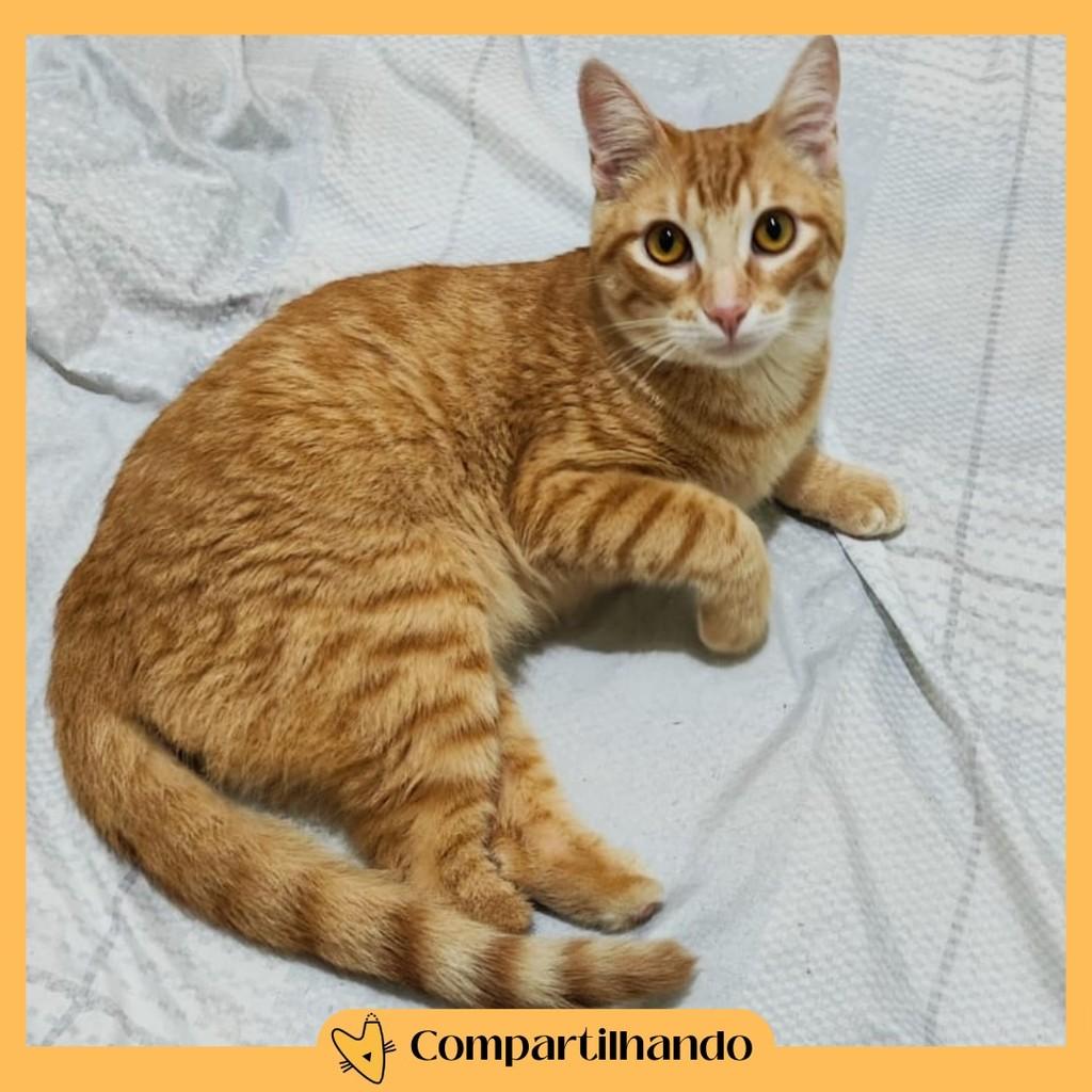 Elvis, gato de porte médio para adoção em Brasília - DF
