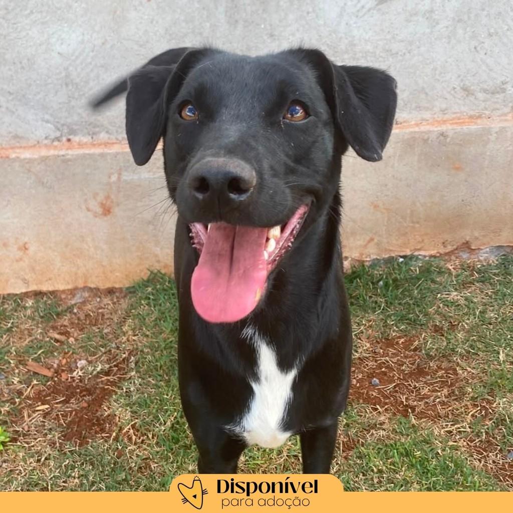 Bradock, cachorro de porte grande para adoção em Brasília - DF