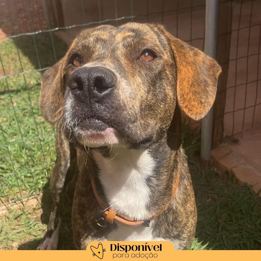 Kevin, cachorro de porte grande para adoção em Brasília - DF