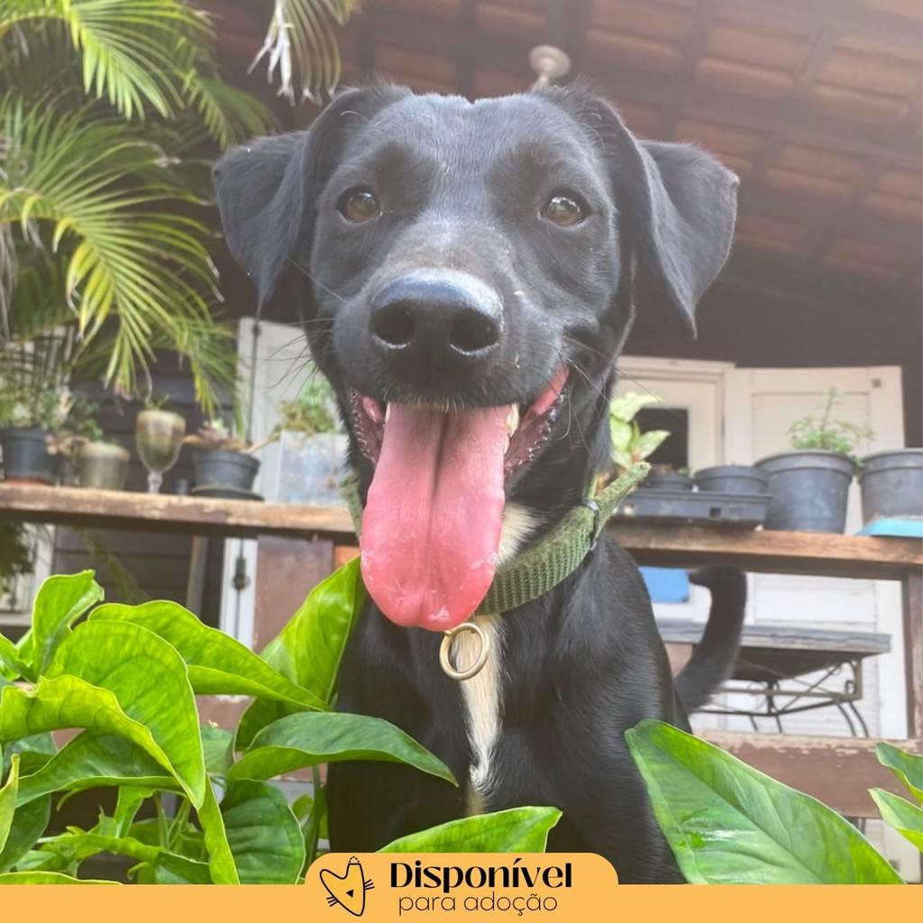 Pongo, cachorro de porte pequeno para adoção em Brasília - DF