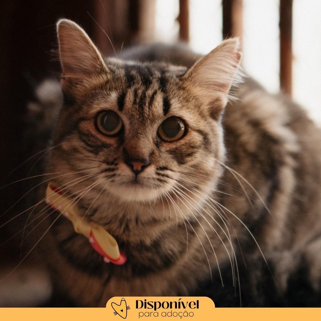 Charlotte, gata de porte médio para adoção em Brasília - DF