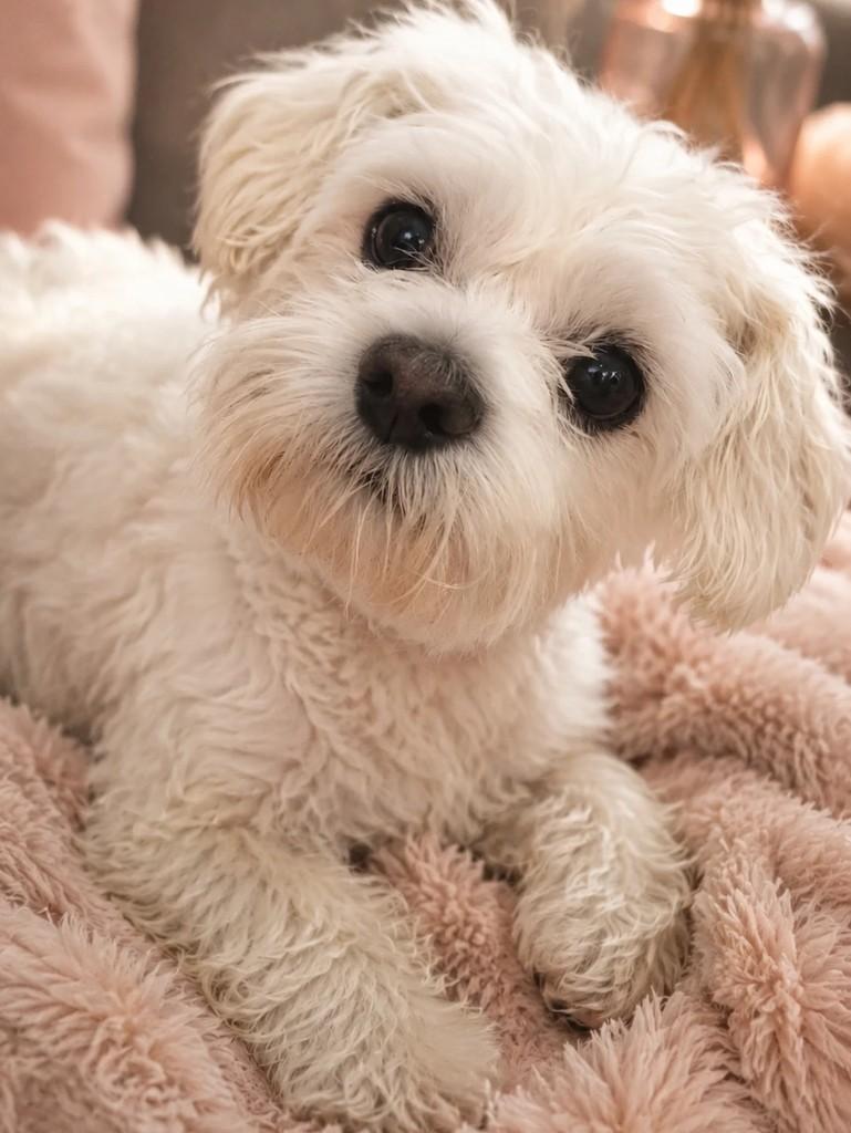 Frederico, cachorro de porte pequeno para adoção em Araucária - PR