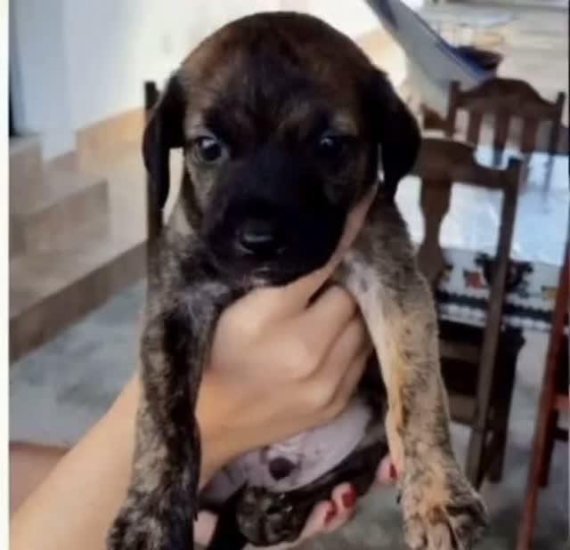 Dengozinho, cachorro de porte pequeno para adoção em Palmas - TO