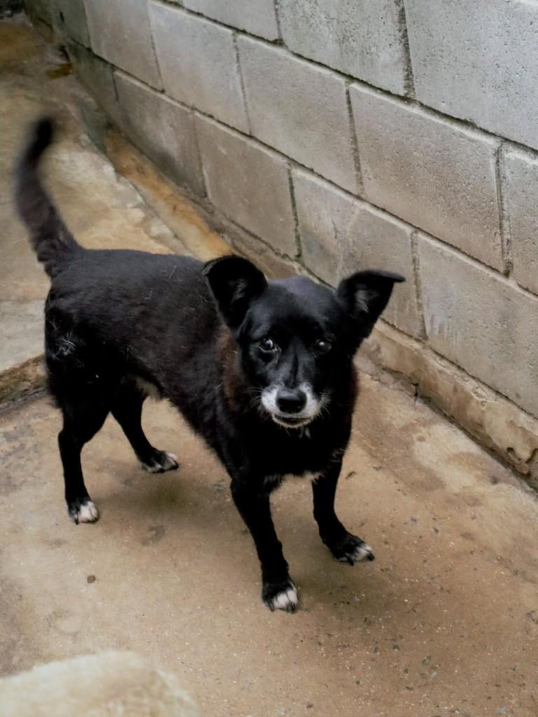Pedrinho, cachorro de porte pequeno para adoção em Arujá - SP