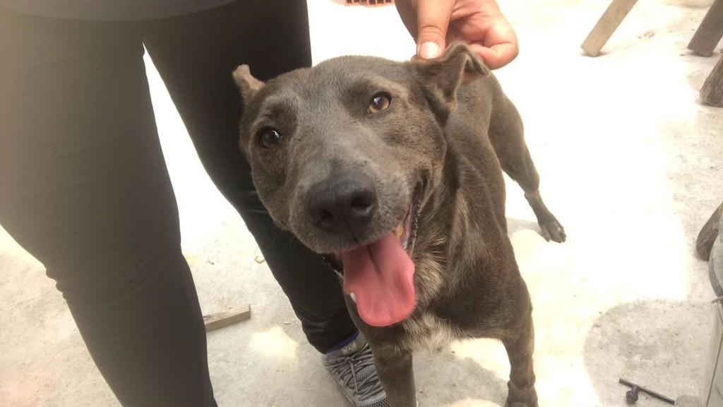 Sushi, cachorro de porte médio para adoção em Arujá - SP