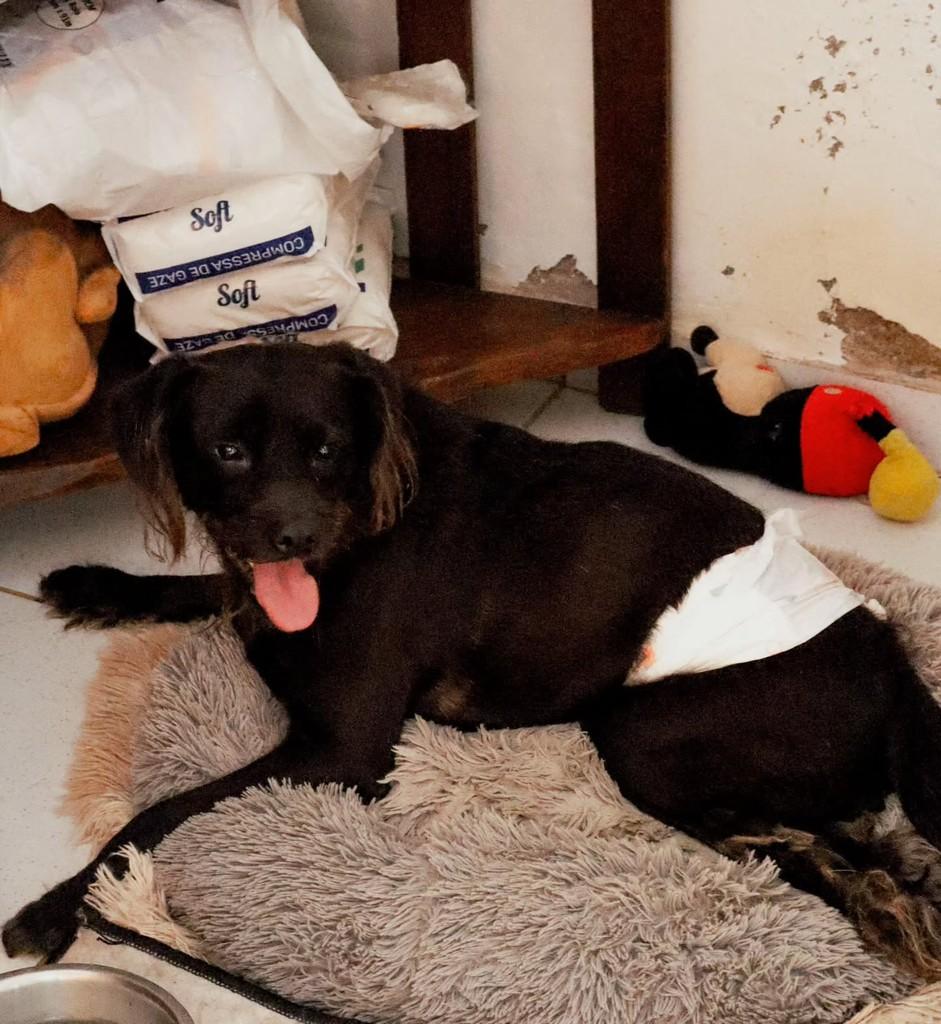Abelzinho, cachorro de porte pequeno para adoção em Arujá - SP