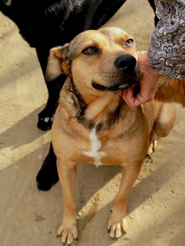 Rudá, cachorro de porte pequeno para adoção em Arujá - SP