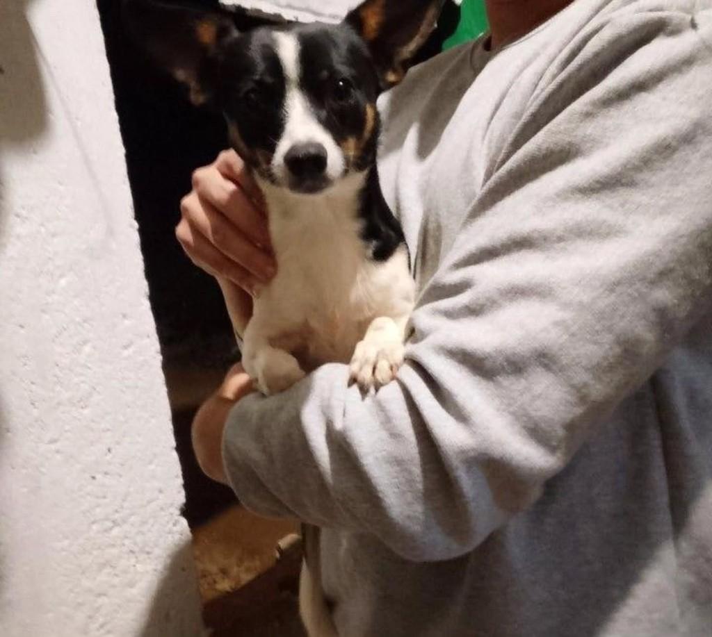 Bob, cachorro de porte pequeno para adoção em Arujá - SP