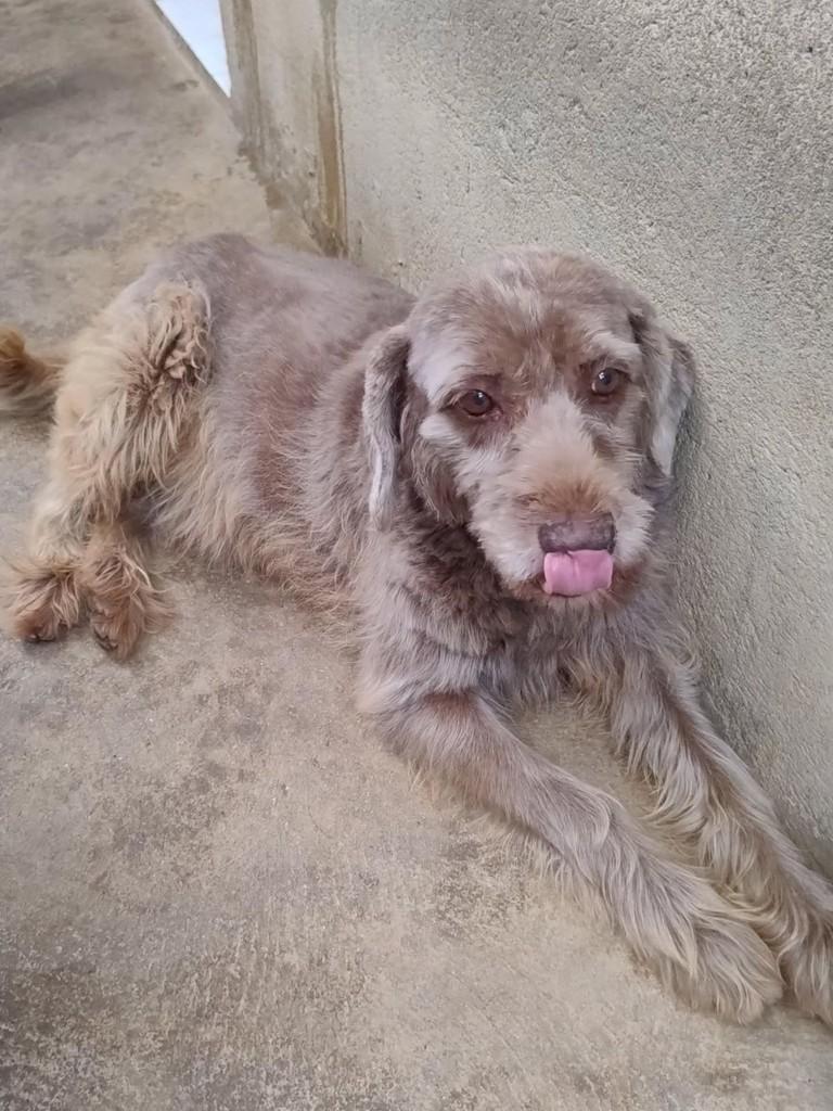 Ramon, cachorro de porte médio para adoção em Arujá - SP