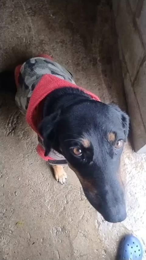 Alika, cadela de porte pequeno para adoção em Arujá - SP