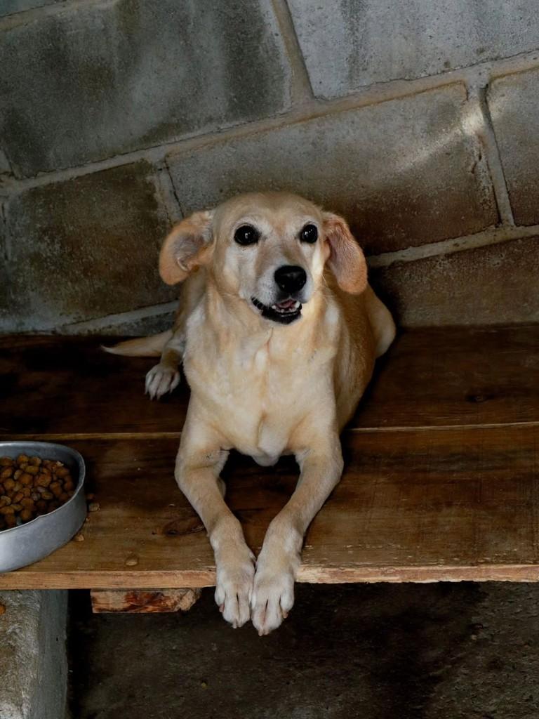 Gui, cachorro de porte médio para adoção em Arujá - SP
