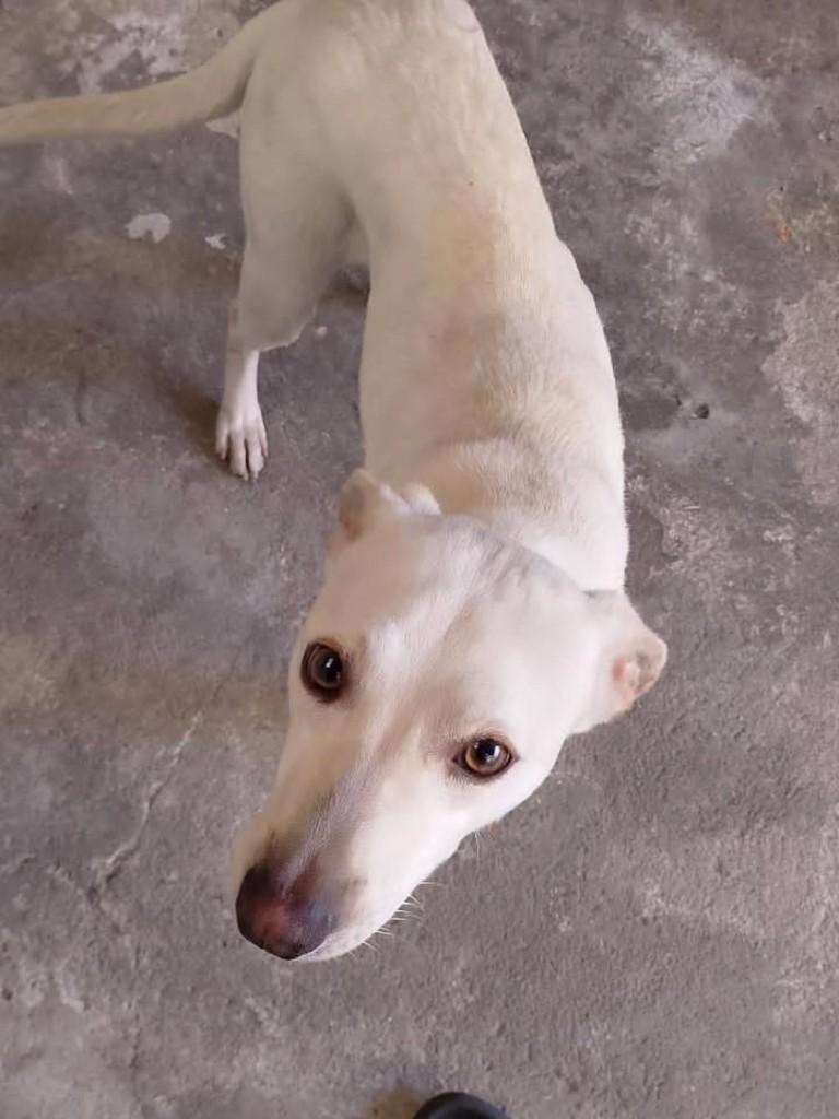Thor, cachorro de porte médio para adoção em Arujá - SP