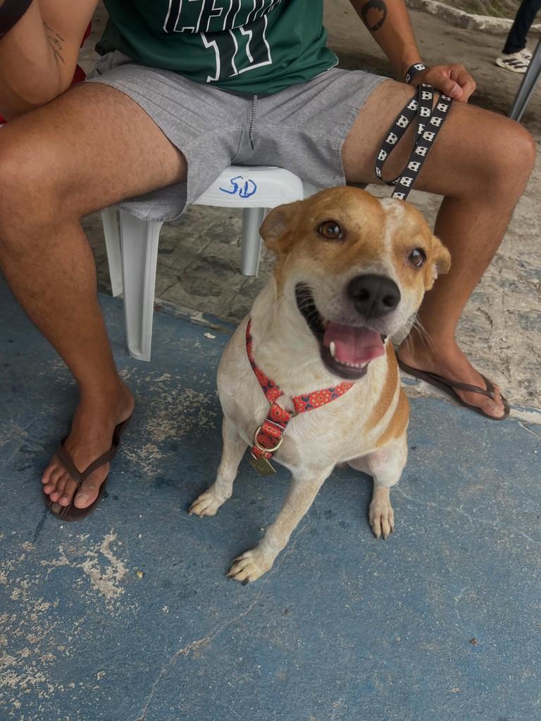 Luppy, cachorro de porte médio para adoção em Paulista - PE