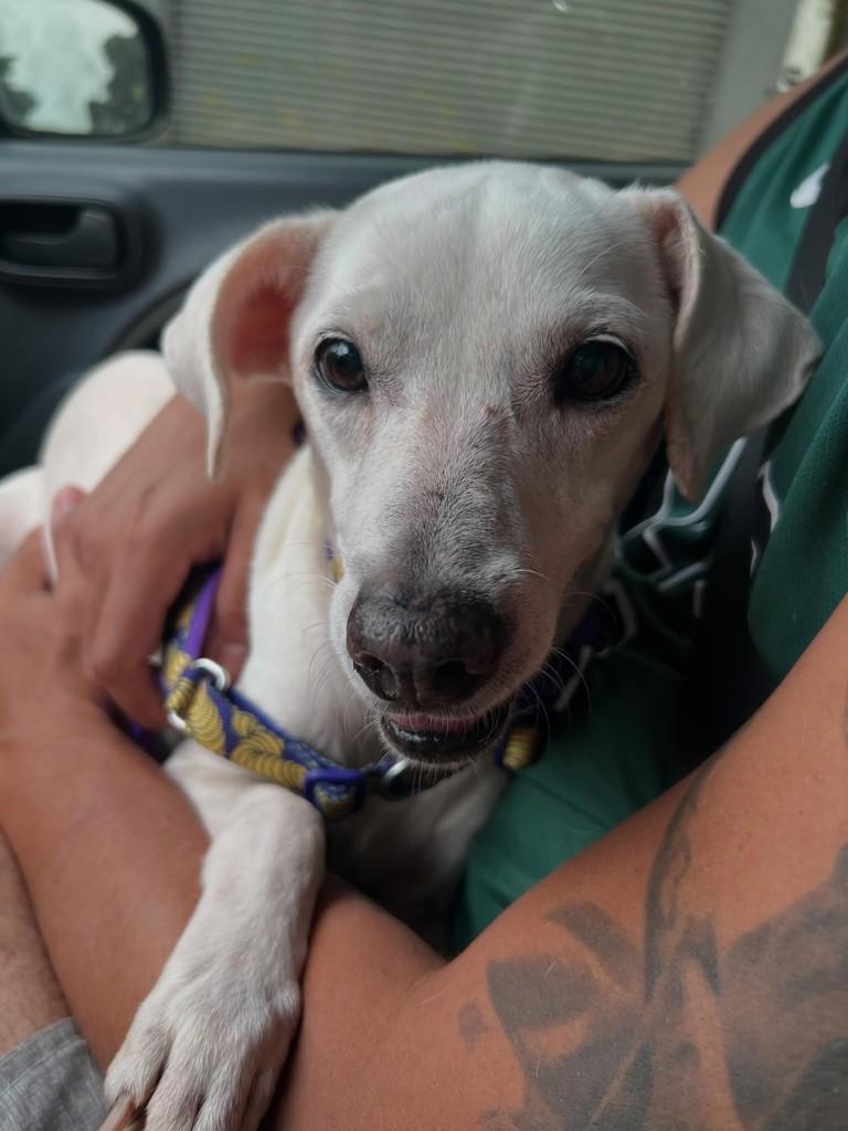 Branquinha, cadela de porte pequeno para adoção em Paulista - PE