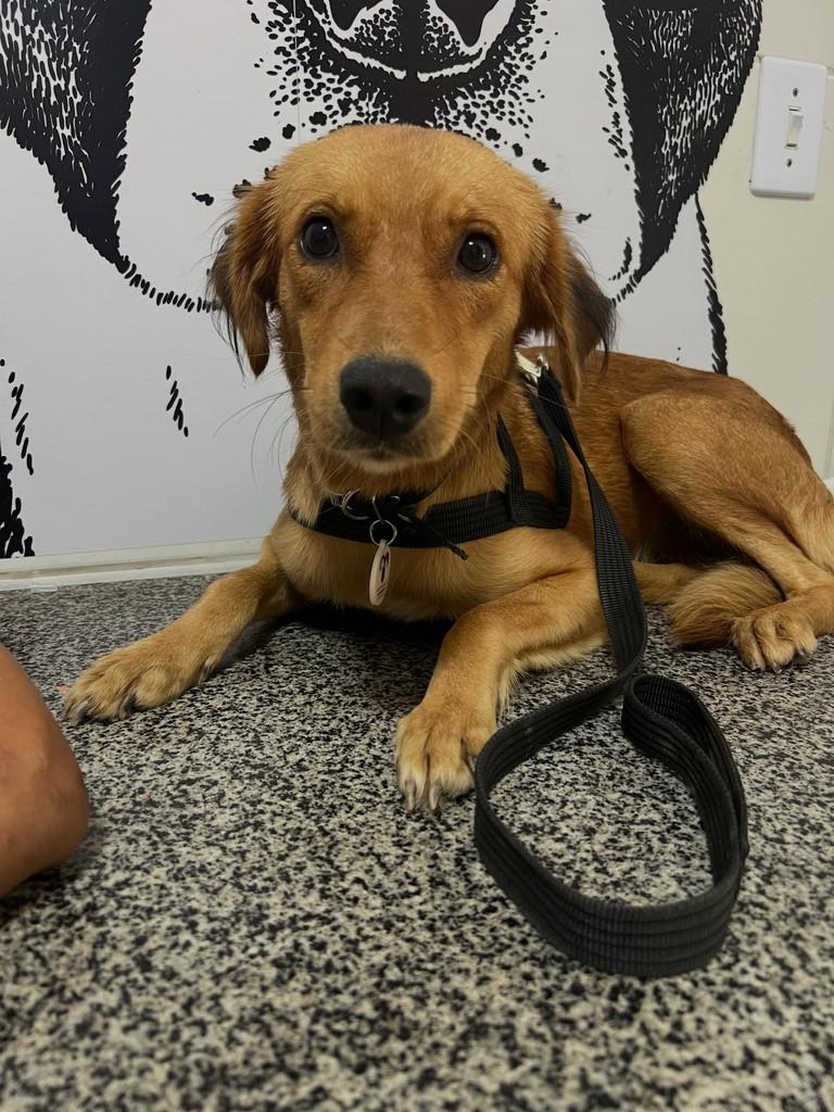 Stacy, cadela de porte médio para adoção em Paulista - PE