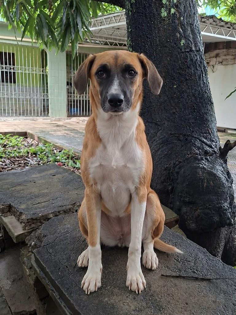 Mimi, cadela de porte médio para adoção em Paulista - PE